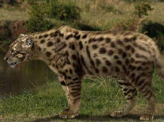 世界十大禁養貓科動物,老虎很兇猛、獅子是叢林之王 世界十大禁養貓科動物,老虎很兇猛、獅子是叢林之王