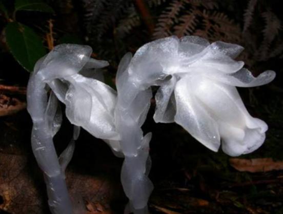 �����������صĻ����а����`�m���ǳ�ϡ�С��ɿ��������ǞlΣ����