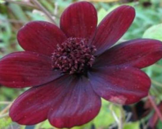 世界上最神秘的花排行榜,幽靈蘭花非常稀有、巧克力宇宙是瀕危花卉 世界上最神秘的花排行榜,幽靈蘭花非常稀有、巧克力宇宙是瀕危花卉