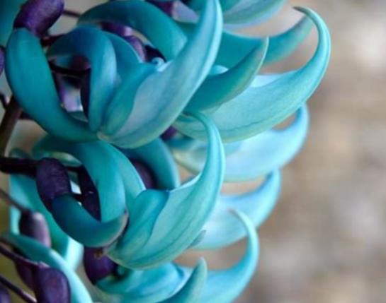 世界上最神秘的花排行榜,幽靈蘭花非常稀有、巧克力宇宙是瀕危花卉 世界上最神秘的花排行榜,幽靈蘭花非常稀有、巧克力宇宙是瀕危花卉