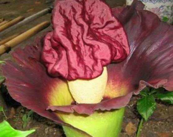 世界上最神秘的花排行榜,幽靈蘭花非常稀有、巧克力宇宙是瀕危花卉 世界上最神秘的花排行榜,幽靈蘭花非常稀有、巧克力宇宙是瀕危花卉