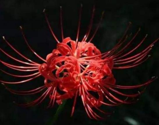 世界上最神秘的花排行榜,幽靈蘭花非常稀有、巧克力宇宙是瀕危花卉 世界上最神秘的花排行榜,幽靈蘭花非常稀有、巧克力宇宙是瀕危花卉