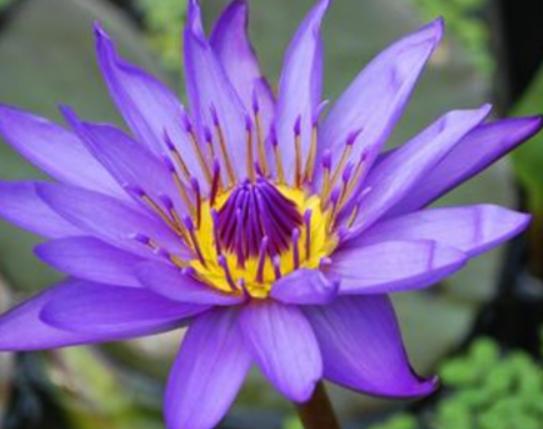 世界上最神秘的花排行榜,幽靈蘭花非常稀有、巧克力宇宙是瀕危花卉 世界上最神秘的花排行榜,幽靈蘭花非常稀有、巧克力宇宙是瀕危花卉