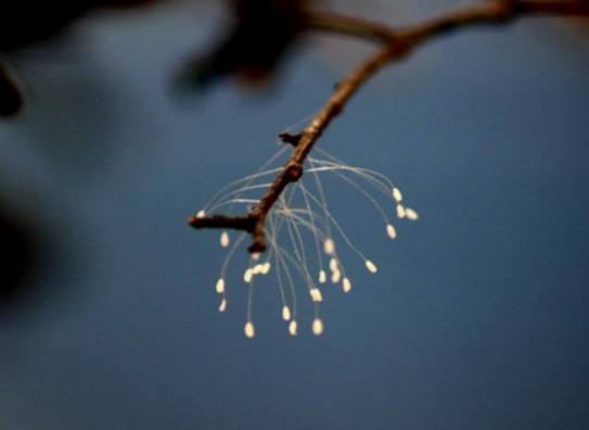 世界上最神秘的花排行榜,幽靈蘭花非常稀有、巧克力宇宙是瀕危花卉 世界上最神秘的花排行榜,幽靈蘭花非常稀有、巧克力宇宙是瀕危花卉