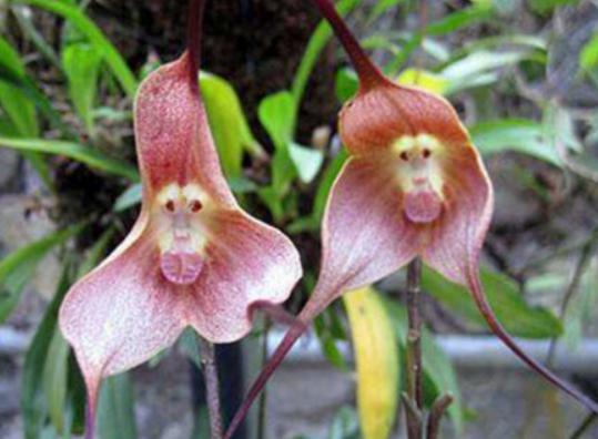 世界上最神秘的花排行榜,幽靈蘭花非常稀有、巧克力宇宙是瀕危花卉 世界上最神秘的花排行榜,幽靈蘭花非常稀有、巧克力宇宙是瀕危花卉