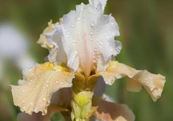 世界上最神秘的花排行榜,幽靈蘭花非常稀有、巧克力宇宙是瀕危花卉 世界上最神秘的花排行榜,幽靈蘭花非常稀有、巧克力宇宙是瀕危花卉