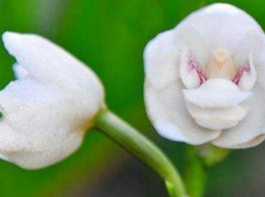 世界上最神秘的花排行榜,幽靈蘭花非常稀有、巧克力宇宙是瀕危花卉 世界上最神秘的花排行榜,幽靈蘭花非常稀有、巧克力宇宙是瀕危花卉