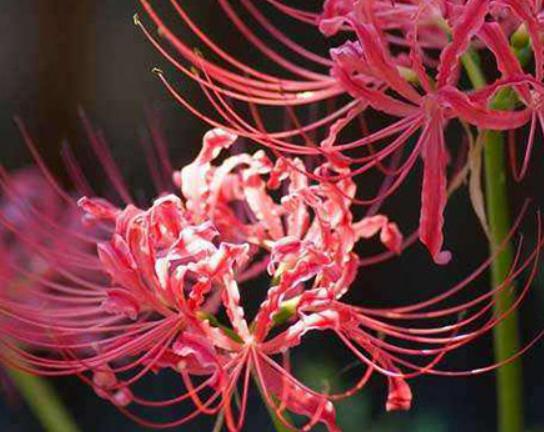 十大不能在家里養的花,一品紅汁液會刺激皮膚、彼岸花寓意不吉祥 十大不能在家里養的花,一品紅汁液會刺激皮膚、彼岸花寓意不吉祥