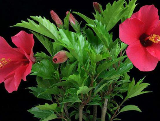 十大不能在家里養的花,一品紅汁液會刺激皮膚、彼岸花寓意不吉祥 十大不能在家里養的花,一品紅汁液會刺激皮膚、彼岸花寓意不吉祥