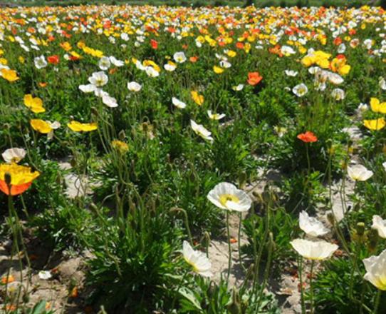 十大不能在家里養的花,一品紅汁液會刺激皮膚、彼岸花寓意不吉祥 十大不能在家里養的花,一品紅汁液會刺激皮膚、彼岸花寓意不吉祥