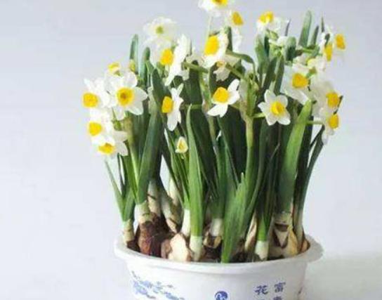 十大不能在家里養的花,一品紅汁液會刺激皮膚、彼岸花寓意不吉祥 十大不能在家里養的花,一品紅汁液會刺激皮膚、彼岸花寓意不吉祥