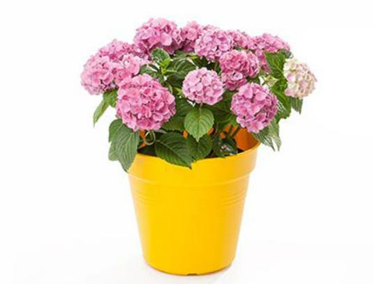 十大不能在家里養的花,一品紅汁液會刺激皮膚、彼岸花寓意不吉祥 十大不能在家里養的花,一品紅汁液會刺激皮膚、彼岸花寓意不吉祥