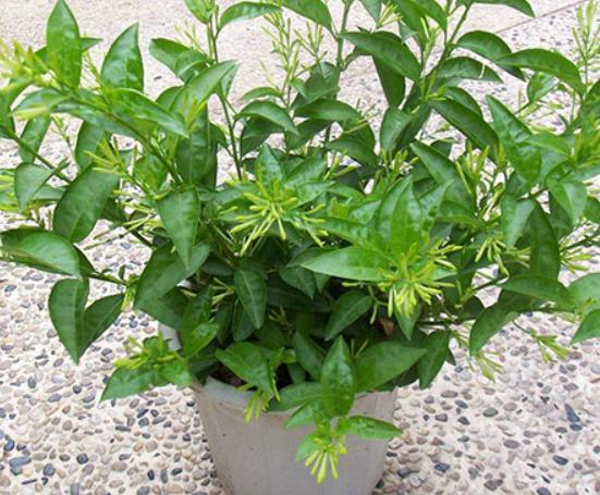 十大不能在家里養的花,一品紅汁液會刺激皮膚、彼岸花寓意不吉祥 十大不能在家里養的花,一品紅汁液會刺激皮膚、彼岸花寓意不吉祥