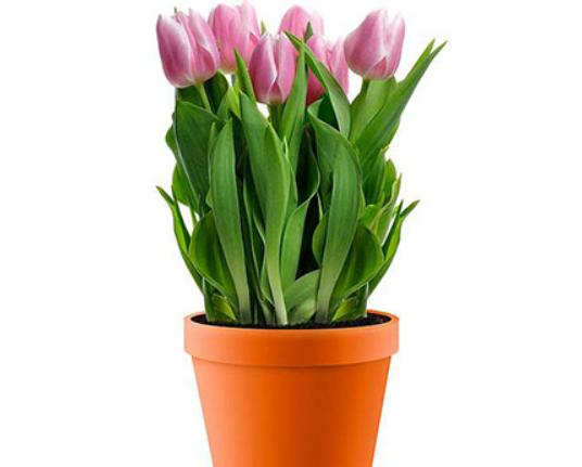 十大不能在家里養的花,一品紅汁液會刺激皮膚、彼岸花寓意不吉祥 十大不能在家里養的花,一品紅汁液會刺激皮膚、彼岸花寓意不吉祥