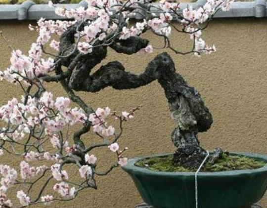 十大不能在家里養的花,一品紅汁液會刺激皮膚、彼岸花寓意不吉祥 十大不能在家里養的花,一品紅汁液會刺激皮膚、彼岸花寓意不吉祥