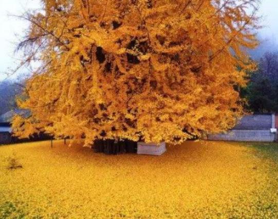 世界最漂亮的樹排名,天下第一銀杏樹、西安古寺銀杏樹讓你身心舒緩 世界最漂亮的樹排名,天下第一銀杏樹、西安古寺銀杏樹讓你身心舒緩