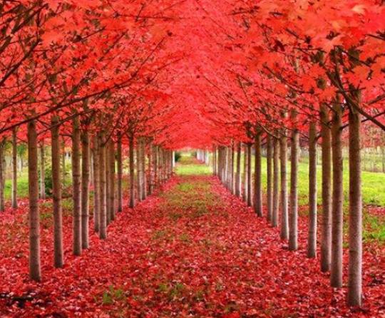 世界最漂亮的樹排名,天下第一銀杏樹、西安古寺銀杏樹讓你身心舒緩 世界最漂亮的樹排名,天下第一銀杏樹、西安古寺銀杏樹讓你身心舒緩