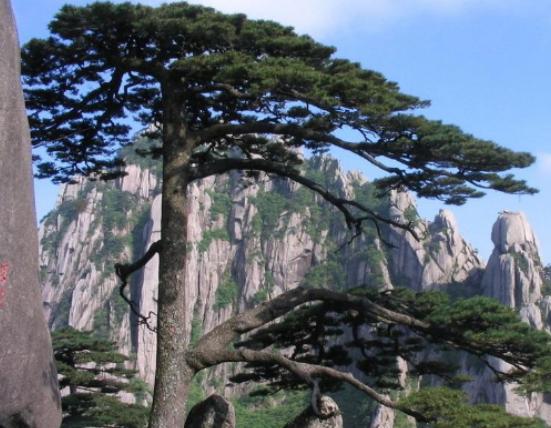 世界最漂亮的樹排名,天下第一銀杏樹、西安古寺銀杏樹讓你身心舒緩 世界最漂亮的樹排名,天下第一銀杏樹、西安古寺銀杏樹讓你身心舒緩