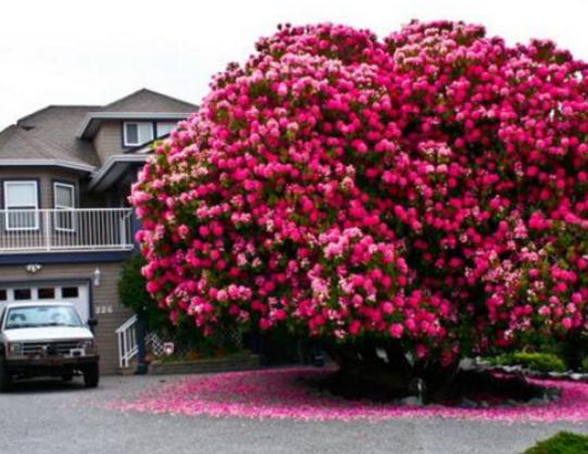 世界最漂亮的樹排名,天下第一銀杏樹、西安古寺銀杏樹讓你身心舒緩 世界最漂亮的樹排名,天下第一銀杏樹、西安古寺銀杏樹讓你身心舒緩