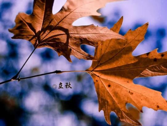 立秋后蚊子會變多還是變少?立秋后的蚊子為什么厲害 立秋后蚊子會變多還是變少?立秋后的蚊子為什么厲害