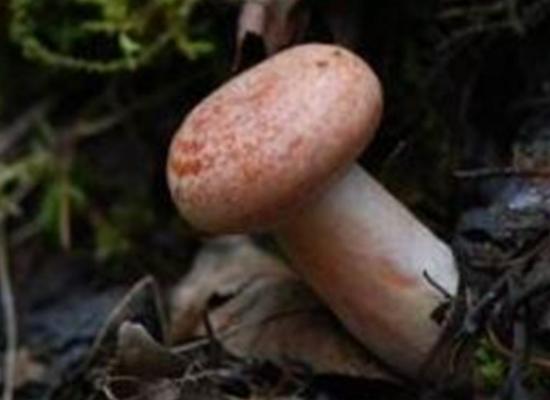 世界最奇特且最毒的十大蘑菇,血齒菌毒性很強、食用鹿花菌嚴重可致命 世界最奇特且最毒的十大蘑菇,血齒菌毒性很強、食用鹿花菌嚴重可致命