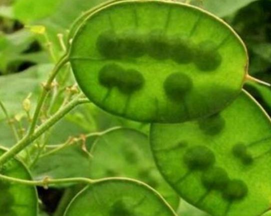 世界十大奇異植物排名,日輪花讓人心生畏懼、銀扇草有忠誠的寓意 世界十大奇異植物排名,日輪花讓人心生畏懼、銀扇草有忠誠的寓意