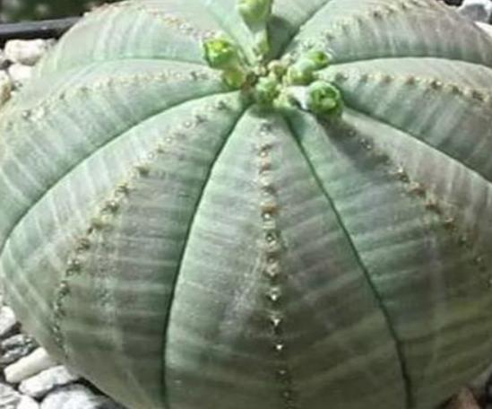 世界十大奇異植物排名,日輪花讓人心生畏懼、銀扇草有忠誠的寓意 世界十大奇異植物排名,日輪花讓人心生畏懼、銀扇草有忠誠的寓意