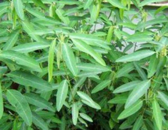 世界十大奇異植物排名,日輪花讓人心生畏懼、銀扇草有忠誠的寓意 世界十大奇異植物排名,日輪花讓人心生畏懼、銀扇草有忠誠的寓意