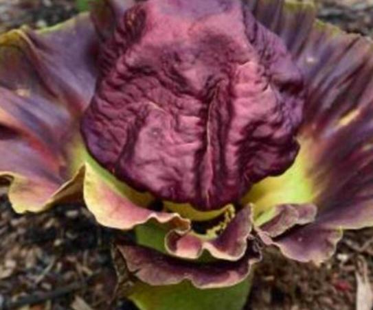 世界十大奇異植物排名,日輪花讓人心生畏懼、銀扇草有忠誠的寓意 世界十大奇異植物排名,日輪花讓人心生畏懼、銀扇草有忠誠的寓意