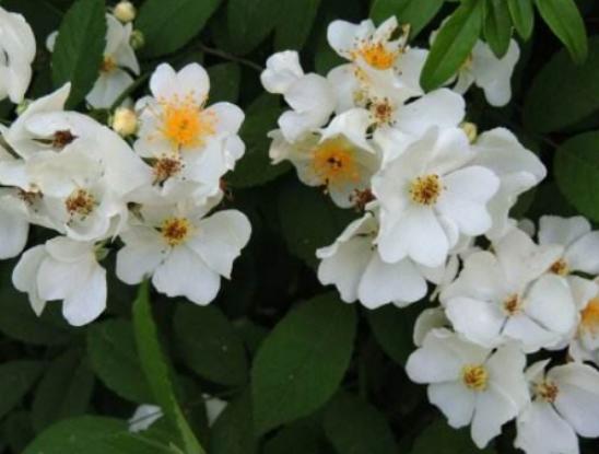 ����ʮ�󱯂��Ļ��Z��ݱ�»����Zĩ·֮�����˰������Z�����Ļؑ�