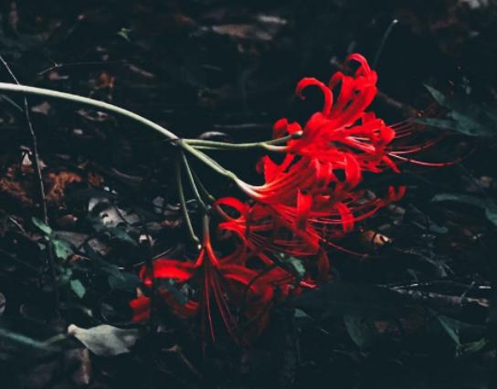 世界十大悲傷的花語,荼蘼花花語末路之美、彼岸花花語悲傷的回憶 世界十大悲傷的花語,荼蘼花花語末路之美、彼岸花花語悲傷的回憶