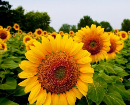 世界十大悲傷的花語,荼蘼花花語末路之美、彼岸花花語悲傷的回憶 世界十大悲傷的花語,荼蘼花花語末路之美、彼岸花花語悲傷的回憶