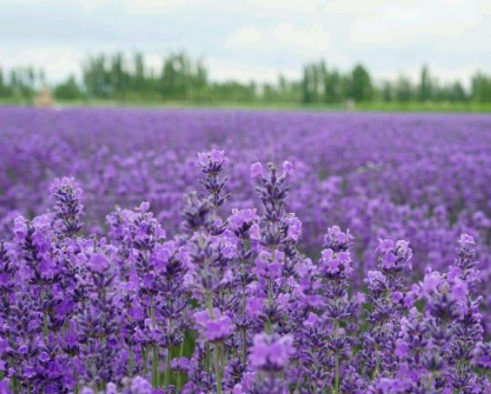 世界十大悲傷的花語,荼蘼花花語末路之美、彼岸花花語悲傷的回憶 世界十大悲傷的花語,荼蘼花花語末路之美、彼岸花花語悲傷的回憶