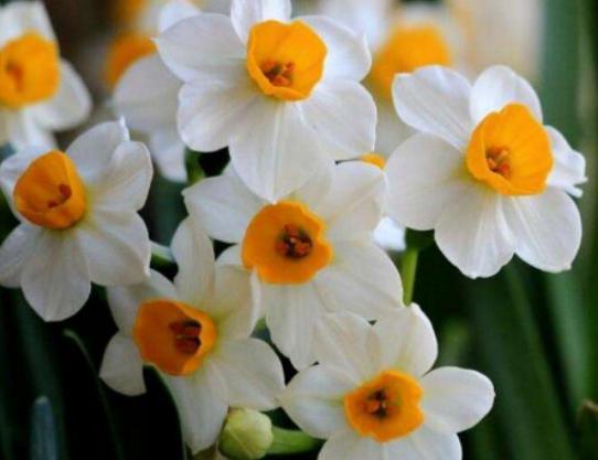 世界十大悲傷的花語,荼蘼花花語末路之美、彼岸花花語悲傷的回憶 世界十大悲傷的花語,荼蘼花花語末路之美、彼岸花花語悲傷的回憶