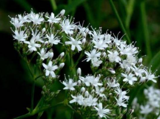 ����ʮ��Σ�U��ֲ���Ů�˻�֭Һ���ԏ����������w������