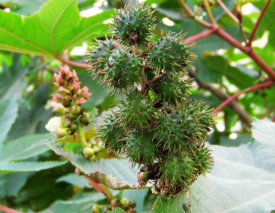 ����ʮ��Σ�U��ֲ���Ů�˻�֭Һ���ԏ����������w������