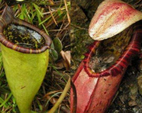 ����ʮ��Σ�U��ֲ���Ů�˻�֭Һ���ԏ����������w������