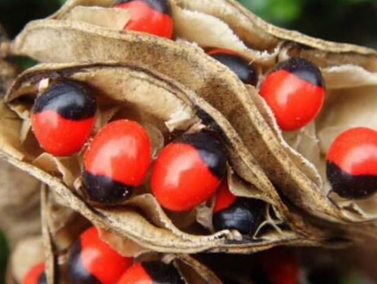 ����ʮ��Σ�U��ֲ���Ů�˻�֭Һ���ԏ����������w������