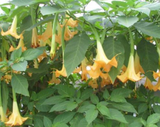 ����ʮ��Σ�U��ֲ���Ů�˻�֭Һ���ԏ����������w������