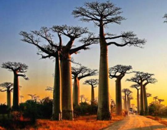 世界十大怪樹排行榜,龍血樹長相奇怪、猴面包樹樹干可以儲水 世界十大怪樹排行榜,龍血樹長相奇怪、猴面包樹樹干可以儲水