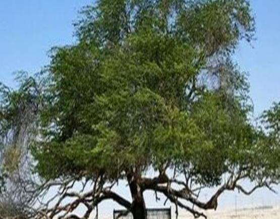 世界十大怪樹排行榜,龍血樹長相奇怪、猴面包樹樹干可以儲水 世界十大怪樹排行榜,龍血樹長相奇怪、猴面包樹樹干可以儲水