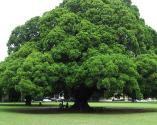 世界十大怪樹排行榜,龍血樹長相奇怪、猴面包樹樹干可以儲水 世界十大怪樹排行榜,龍血樹長相奇怪、猴面包樹樹干可以儲水