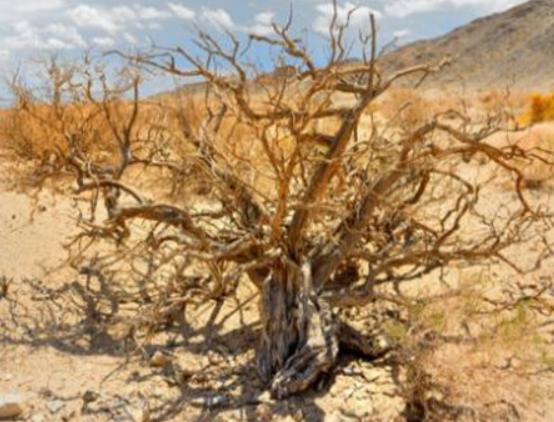 世界十大怪樹排行榜,龍血樹長相奇怪、猴面包樹樹干可以儲水 世界十大怪樹排行榜,龍血樹長相奇怪、猴面包樹樹干可以儲水