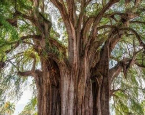世界十大怪樹排行榜,龍血樹長相奇怪、猴面包樹樹干可以儲水 世界十大怪樹排行榜,龍血樹長相奇怪、猴面包樹樹干可以儲水