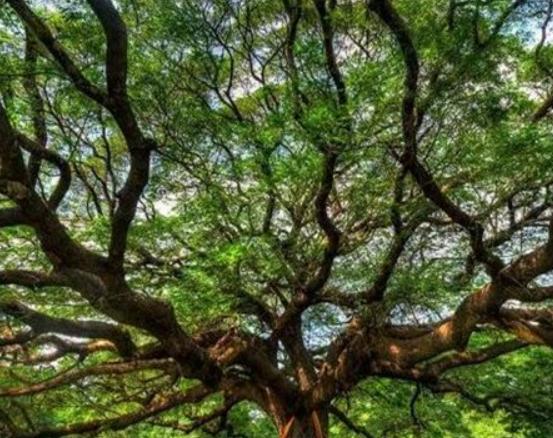 世界十大怪樹排行榜,龍血樹長相奇怪、猴面包樹樹干可以儲水 世界十大怪樹排行榜,龍血樹長相奇怪、猴面包樹樹干可以儲水