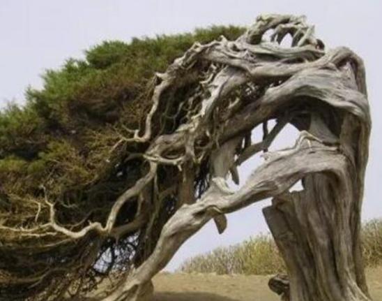 世界十大怪樹排行榜,龍血樹長相奇怪、猴面包樹樹干可以儲水 世界十大怪樹排行榜,龍血樹長相奇怪、猴面包樹樹干可以儲水