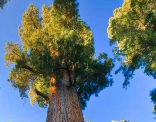 世界十大怪樹排行榜,龍血樹長相奇怪、猴面包樹樹干可以儲水 世界十大怪樹排行榜,龍血樹長相奇怪、猴面包樹樹干可以儲水