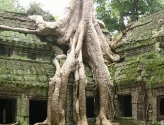 世界十大怪樹排行榜,龍血樹長相奇怪、猴面包樹樹干可以儲水 世界十大怪樹排行榜,龍血樹長相奇怪、猴面包樹樹干可以儲水