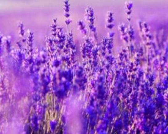 世界十大凄美的花排名,曇花代表一瞬間的永恒、荼蘼花代表沒有退路 世界十大凄美的花排名,曇花代表一瞬間的永恒、荼蘼花代表沒有退路