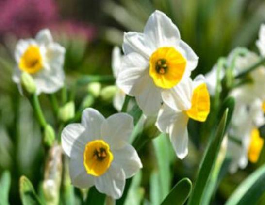 世界十大凄美的花排名,曇花代表一瞬間的永恒、荼蘼花代表沒有退路 世界十大凄美的花排名,曇花代表一瞬間的永恒、荼蘼花代表沒有退路